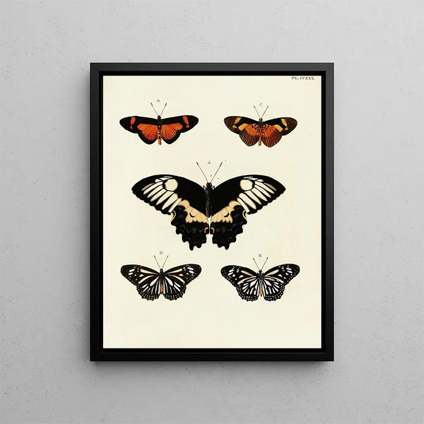 Pieter Cramer - Foreign butterflies occurring in the three continents Asia Africa and America Pl037.webp