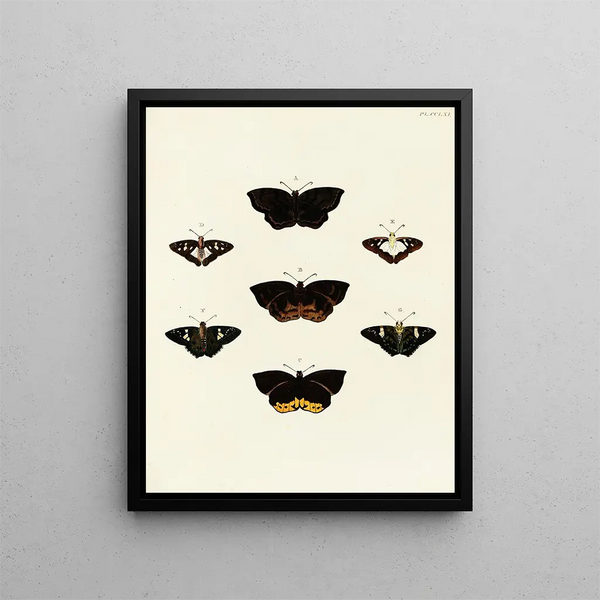 Pieter Cramer - Foreign butterflies occurring in the three continents Asia Africa and America Pl068.webp