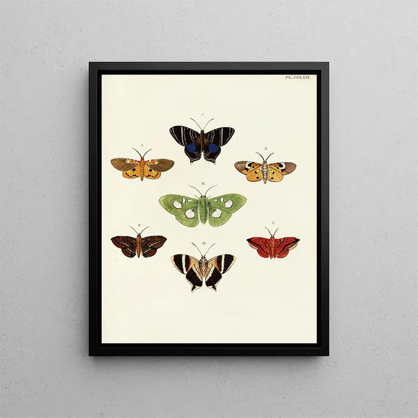 Pieter Cramer - Foreign butterflies occurring in the three continents Asia Africa and America Pl069.webp