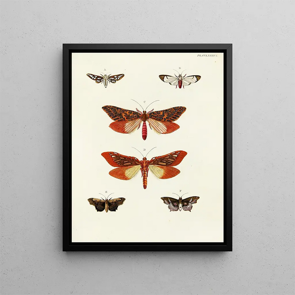 Pieter Cramer - Foreign butterflies occurring in the three continents Asia Africa and America Pl093.webp