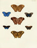 Vlinders van buitenlandse aanwezigheid op de drie continenten Azië, Afrika en Amerika Pl099 - Pieter Cramer — weergave van het kunstwerk
