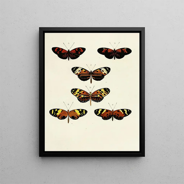 Pieter Cramer - Foreign butterflies occurring in the three continents Asia Africa and America Pl103.webp