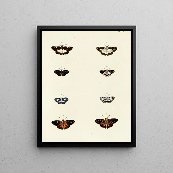 Pieter Cramer - Foreign butterflies occurring in the three continents Asia Africa and America Pl106.webp