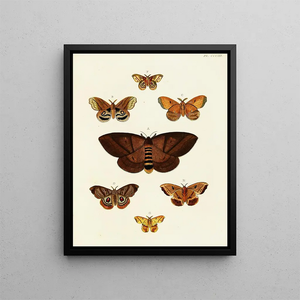 Pieter Cramer - Foreign butterflies occurring in the three continents Asia Africa and America Pl109.webp