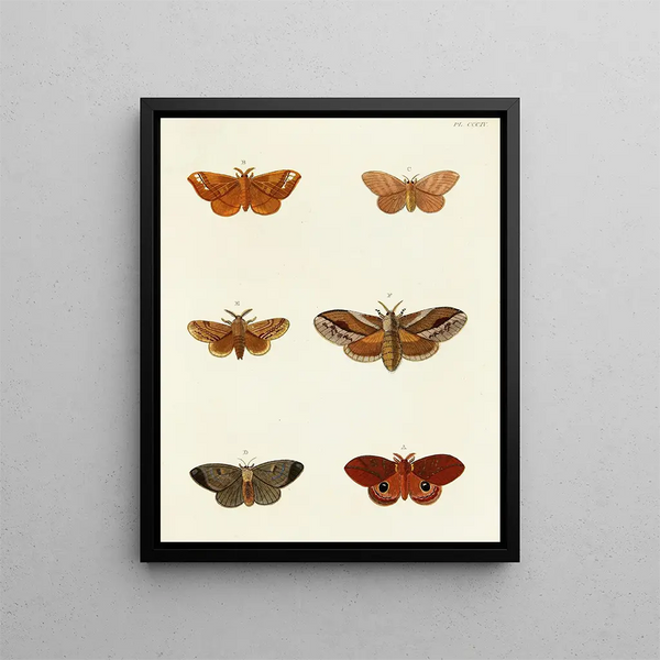 Pieter Cramer - Foreign butterflies occurring in the three continents Asia Africa and America Pl110.webp
