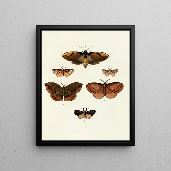 Pieter Cramer - Foreign butterflies occurring in the three continents Asia Africa and America Pl111.webp