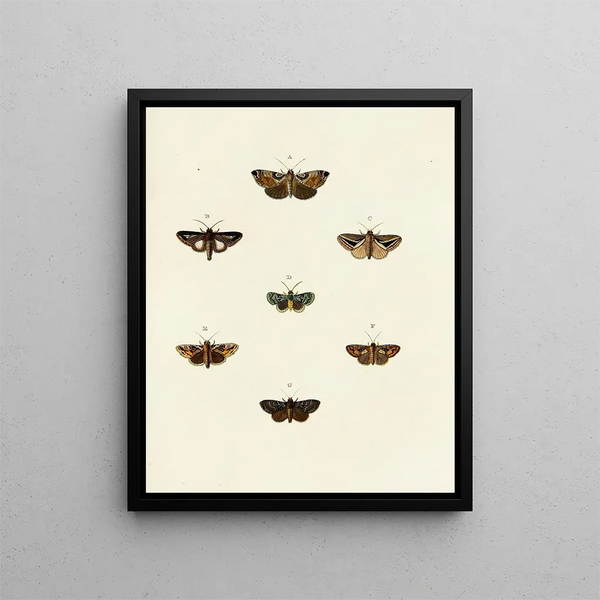 Pieter Cramer - Foreign butterflies occurring in the three continents Asia Africa and America Pl117.webp