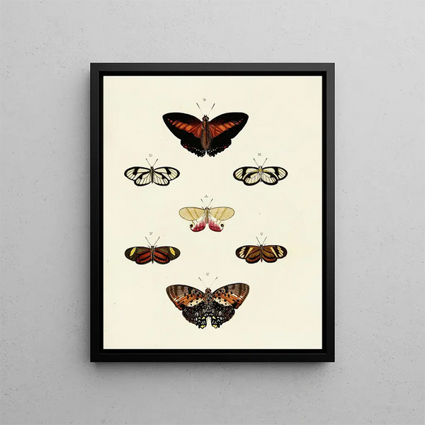 Pieter Cramer - Foreign butterflies occurring in the three continents Asia Africa and America Pl121.webp