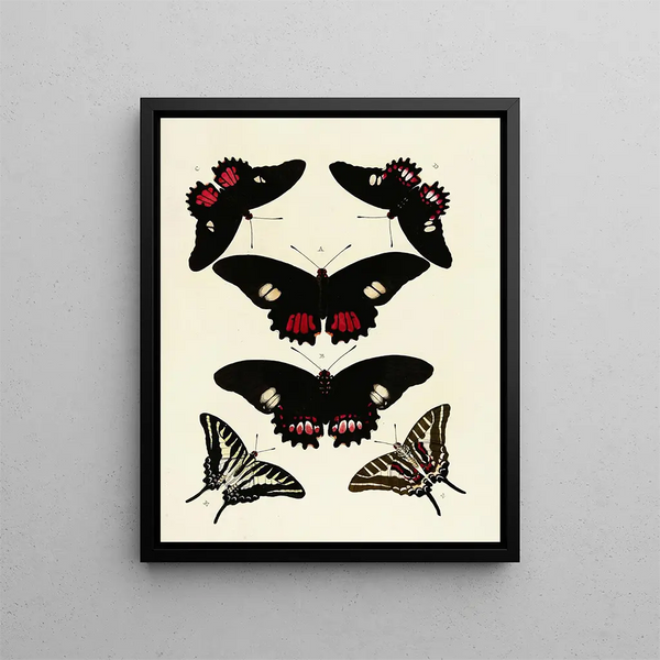 Pieter Cramer - Foreign butterflies occurring in the three continents Asia Africa and America Pl124.webp