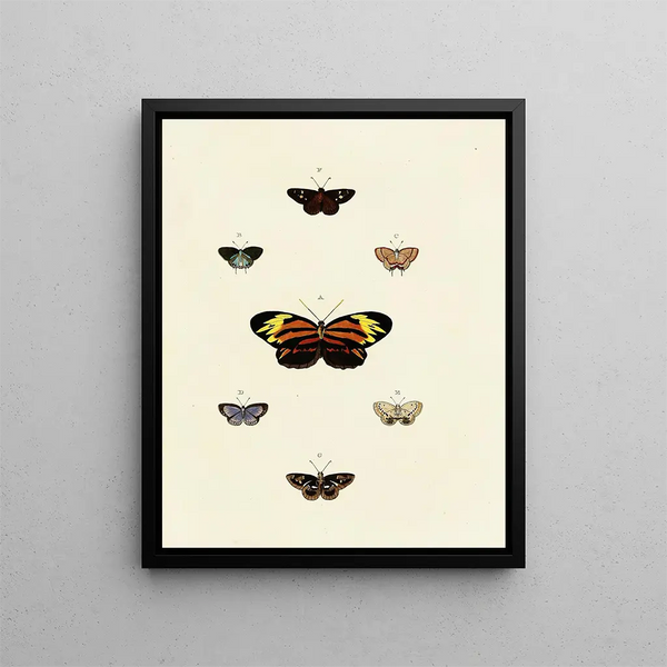 Pieter Cramer - Foreign butterflies occurring in the three continents Asia Africa and America Pl125.webp