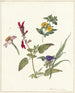 Studie van wilde bloemen - Pieter Ernst Hendrik Praetorius — weergave van het kunstwerk