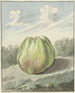 Appel in een landschap - Pieter Gevers — weergave van het kunstwerk