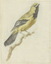 Loriot geel Icterus nigrogularis - Pieter Gevers — weergave van het kunstwerk