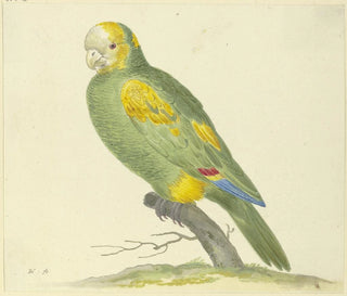 Pieter Holsteijn - Green parrot.webp