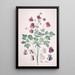 Une Ancolie of Grootmoeder's Hoed Aquilegia met aanvullende bloemstudies - Pieter Holsteyn II — ingelijst kunstwerk aan de muur