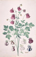 Une Ancolie of Grootmoeder's Hoed Aquilegia met aanvullende bloemstudies - Pieter Holsteyn II — weergave van het kunstwerk