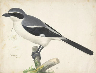 Pieter Holsteyn II - A Great Grey Shrike.webp