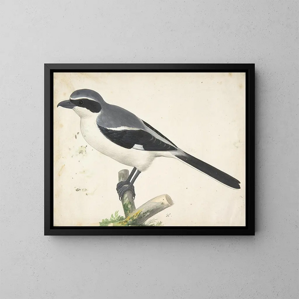 a large gray sparrowhawk - Pieter Holsteyn II — framed artwork on a wall