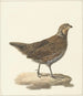 Colin de Virginie Colinus virginianus - Pieter Pietersz. Barbiers — weergave van het kunstwerk