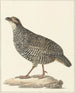 Francolin de Chine Excalfactoria chinensis - Pieter Pietersz. Barbiers — weergave van het kunstwerk