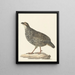 Francolin de Chine Excalfactoria chinensis - Pieter Pietersz. Barbiers — ingelijst kunstwerk aan de muur