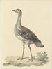 Denhams val Neotis denhami - Pieter Pietersz. Barbiers — weergave van het kunstwerk