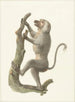Babouin met jas - Pieter Pietersz. Barbiers — weergave van het kunstwerk
