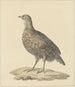 Perdrix - Pieter Pietersz. Barbiers — weergave van het kunstwerk