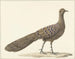 Pauw spiegel - Pieter Pietersz Barbiers — weergave van het kunstwerk