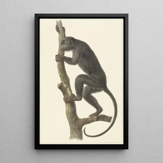 Pieter Pietersz Barbiers - Zwarte brulaap Paraguay.webp