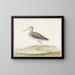 Bécassine - Pieter Withoos — framed artwork on a wall