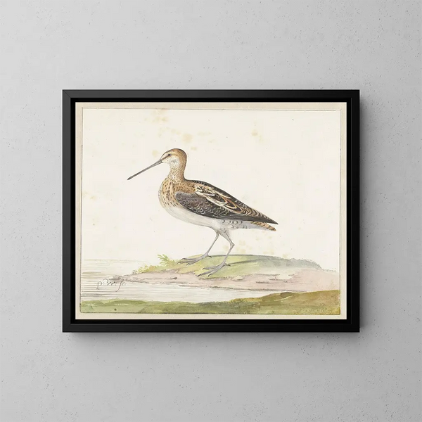 Bécassine - Pieter Withoos — framed artwork on a wall