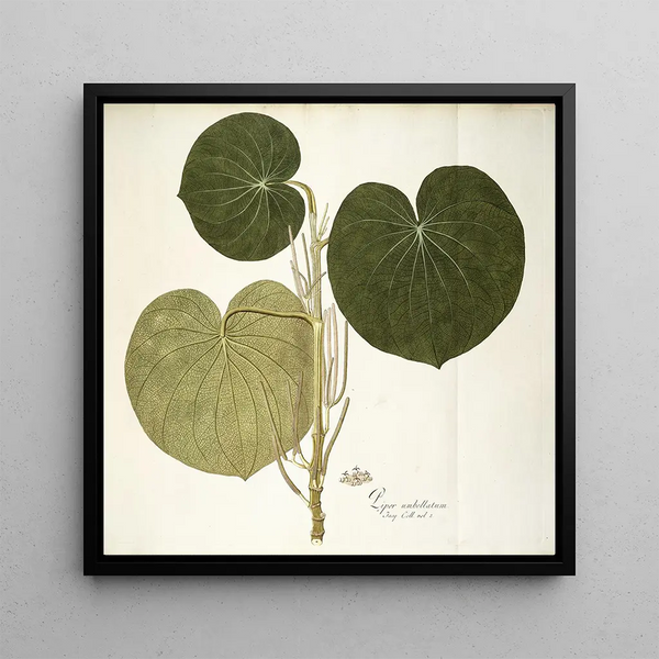 Nikolaus Joseph Freiherr von Jacquin - Piper umbellatum.webp