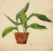 Plant in pot Schlerarbeit - Egon Schiele — weergave van het kunstwerk