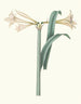 Amaryllis harrisoni - Priscilla Susan Bury — weergave van het kunstwerk