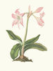 Amaryllis steilatafolia - Priscilla Susan Bury — weergave van het kunstwerk