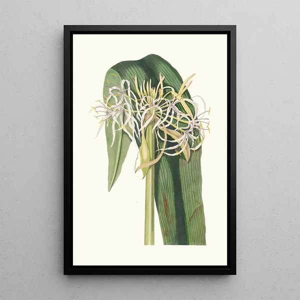Crinum Declinatum - Priscilla Susan Bury — framed artwork on a wall