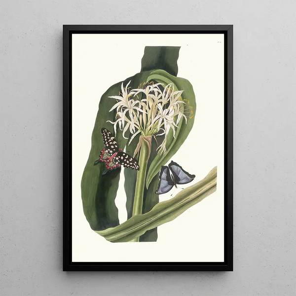 Crinum Pedunculatum River Lily - Priscilla Susan Bury — framed artwork on a wall