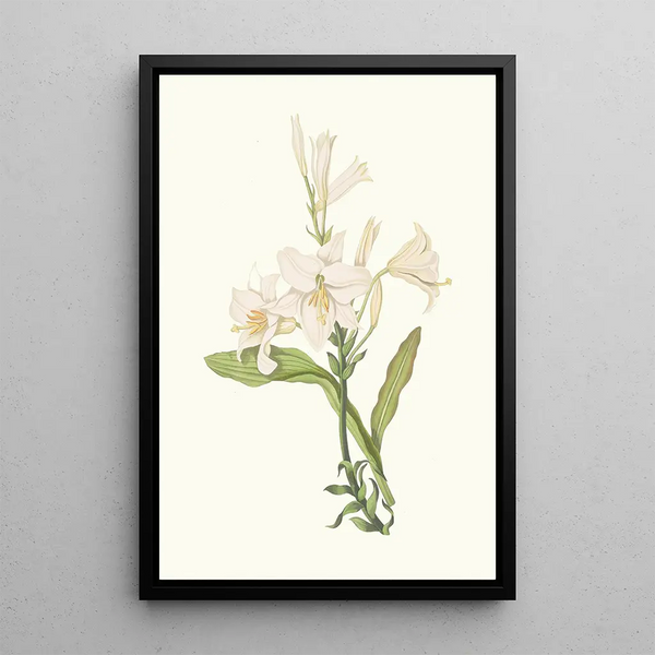 Lilium Candidum - Priscilla Susan Bury — framed artwork on a wall