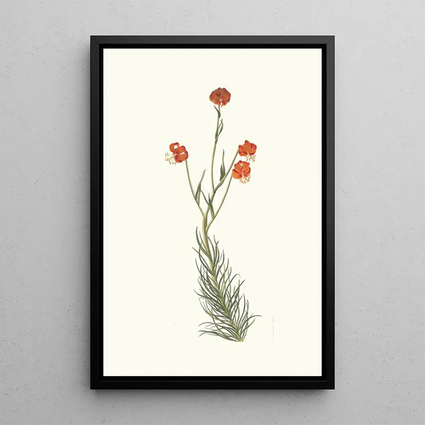 Lilium Pyrenaicum - Priscilla Susan Bury — framed artwork on a wall