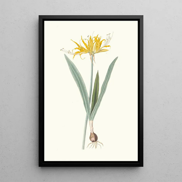 Nerine Aurea - Priscilla Susan Bury — framed artwork on a wall