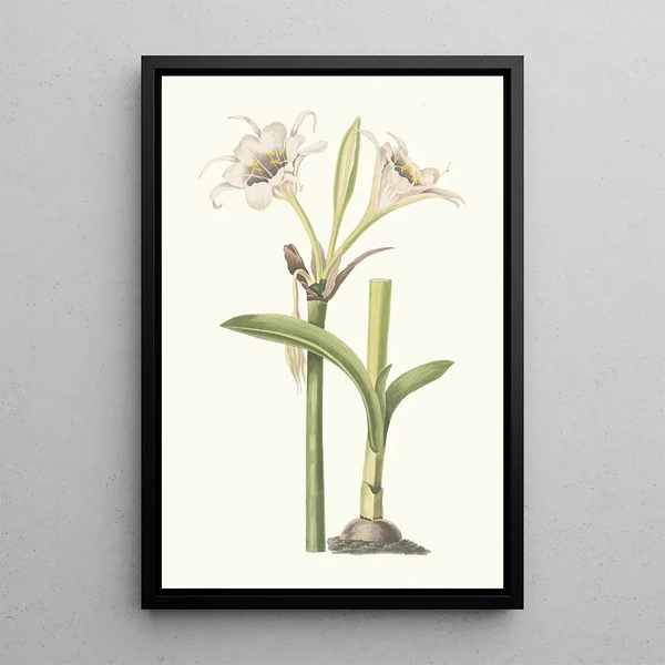 Pancratium Calathinum - Priscilla Susan Bury — framed artwork on a wall