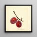 Prunus domestica Illinois Ironclad - Anoniem — ingelijst kunstwerk aan de muur