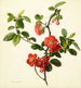 Pyrus japonica Japanse kweepeer - Mary Lawrance — weergave van het kunstwerk