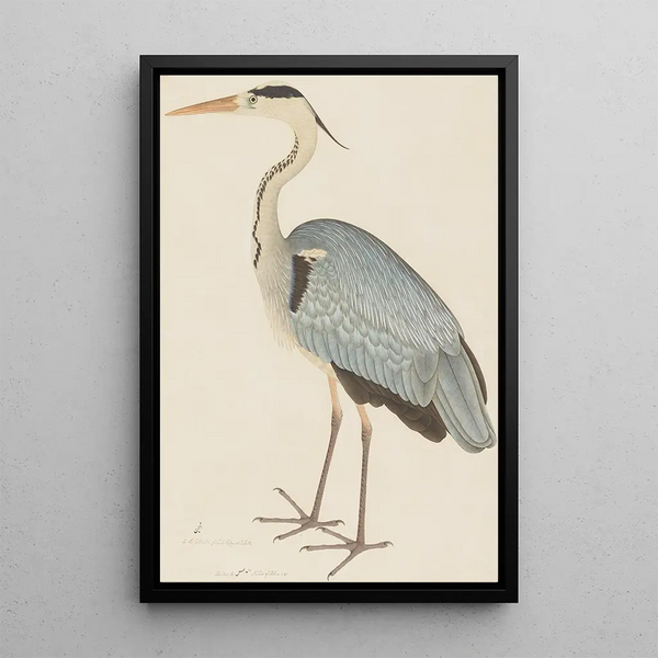 Grijze reiger - Ram Das — ingelijst kunstwerk aan de muur