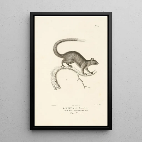 Centurie zoologique Pl01 - René Primevère Lesson — framed artwork on a wall