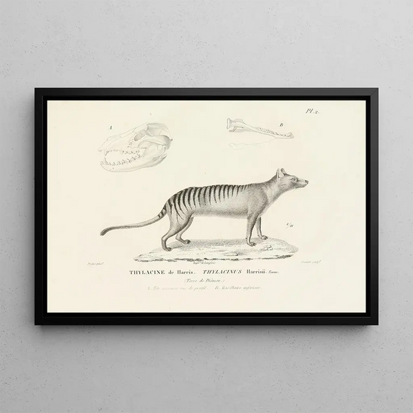 RenPrimevre Lesson - Centurie zoologique Pl02.webp