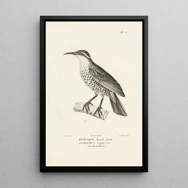 Centurie zoologique Pl03 - René Primevère Lesson — framed artwork on a wall