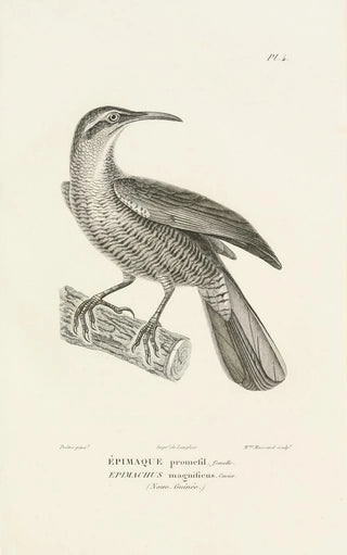 RenPrimevre Lesson - Centurie zoologique Pl04.webp