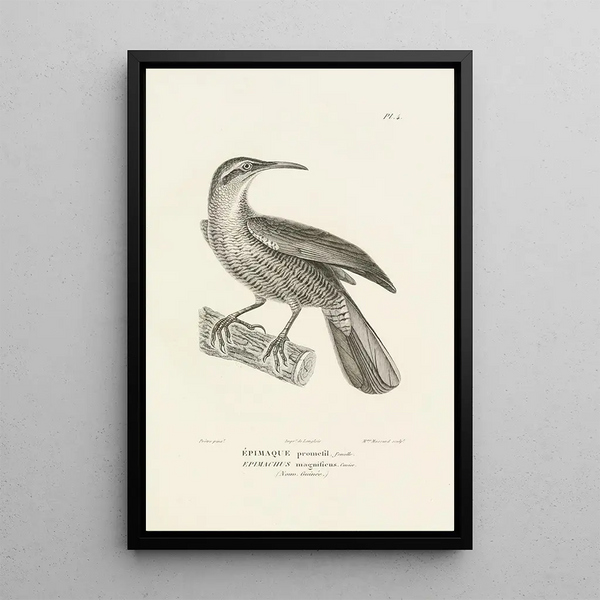 Centurie zoologique Pl04 - René Primevère Lesson — framed artwork on a wall